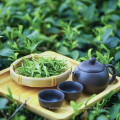 Thé vert vert chinois populaire